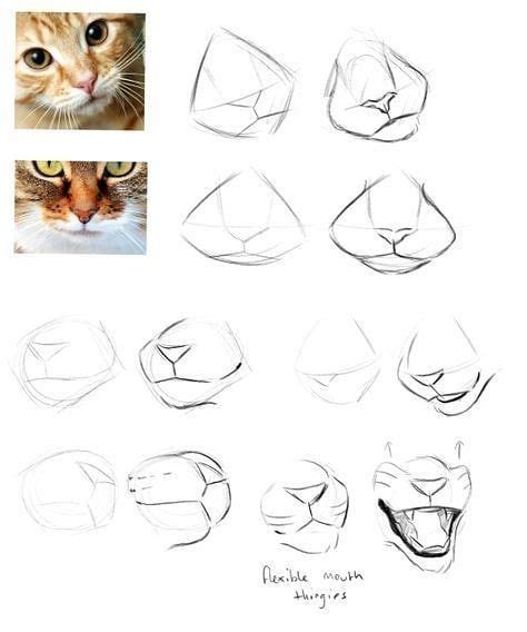 How To Draw A Cat Snout